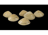 VONGOLE COQUILLAGES 60/80 GALANA